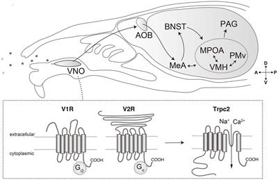 Neural basis for pheromone signal transduction in mice
